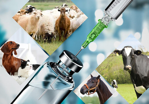 Verbesserung von Veterinärmedikamenten mit Hydroxypropyl betadex